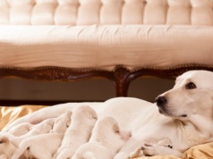 Nie ma żadnych wątpliwości. Ludzie nie są w stanie rodzić mądrych dzieci