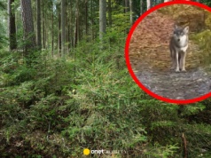 Blisko 200 komentarzy. Nagranie z lasu poruszyło internautów