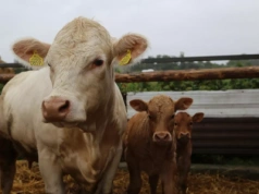 Byki znów tańsze o 1 zł. Jakie są aktualne ceny bydła w Polsce?