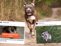 Clickbait Alert: media podały news o psie Leosiu, jakby chodziło o dziecko