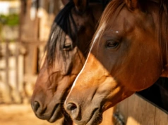 Fasady stajenne a komfort i bezpieczeństwo koni