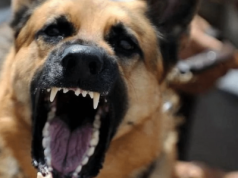 Psy bez kontroli, Policja dbała bezkarność „ustawionego” sprawcy? Drugie dno głośnej tragedii