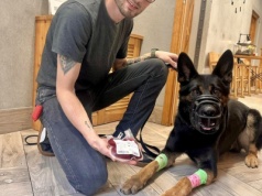 Niecodzienna akcja w Pi‎le: pies policyjny Niko oddał krew i został bohaterem