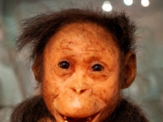 To miały być małpy. Znaleźli jednak dowody łączące je z ludźmi