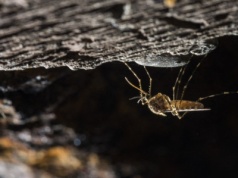 Niepokojące odkrycie w skandynawskim kraju. Pojawiły się komary