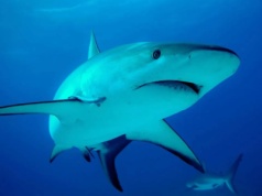 Belgijska część Morza Północnego pełna rekinów