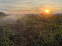 Do kiedy można podawać obornik? Jakie maksymalne dawki można stosować?