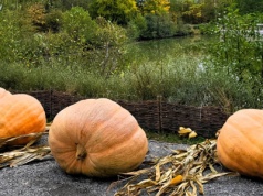 Wystawa dyń w parku Tetmajera