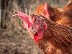 Groźny wirus drobiu znów zaatakował! Tysiące kur do utylizacji