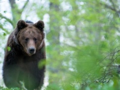 Dlaczego niedźwiedzie coraz częściej zbliżają się do ludzi? Powód zaskakuje