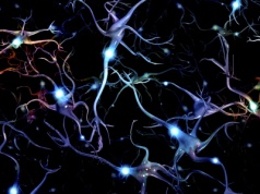 Pocałunek neuronów nagrany. Zagadka sprzed 50 lat rozwiązana