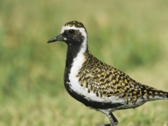 Przepiękny ptak pojawił się w Polsce. To rzadki gość aż z Alaski