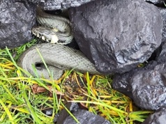 Zaskroniec w węglu. Spokojne zakończenie nietypowej sytuacji