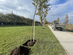 Aleja 500-lecia Staszowa powstała w Parku Górników