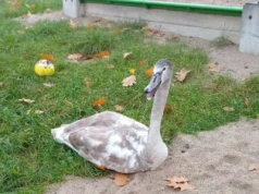 Z placu zabaw i z ruchliwej drogi – łabędzie trafiły pod opiekę specjalistów