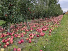 Rolnictwo pod presją regulacji, import bez ograniczeń