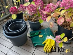 Wystarczy chłód, ciemne miejsce i odrobina cierpliwości – hortensja ci się odwdzięczy