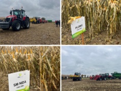 Prezentacja odmian kukurydzy wraz z ich zbiorem i uprawą pożniwną