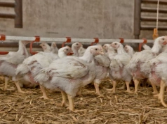 Pół miliona drobiu do wybicia! Aż pięć nowych ognisk rzekomego pomoru drobiu w Polsce