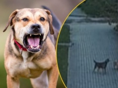 ​Psy osaczyły chłopca. Dramatyczne sceny w Bogatyni