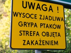 Ptasia grypa u sąsiada Polski. Wirus w małych gospodarstwach