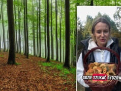 Gdzie szukać rydzów? Zdradza sekretne miejsca. Pomarańczowe kapelusze w zasięgu ręki