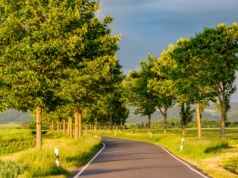 Winne drzewa. Jak usprawiedliwia się wycinkę przydrożnych alei