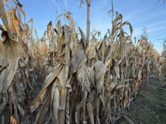 Kukurydza po 400 zł, wilgotność wciąż powyżej 30 procent. Jak idą zbiory na południu?