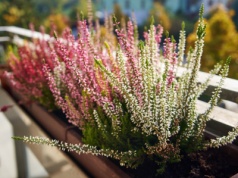 Nie tylko wrzosy i chryzantemy. Te rośliny najpiękniej udekorują balkon jesienią