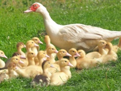 Kolejne ogniska ptasiej grypy w Polsce! Niepokojące doniesienia z Wielkopolski i Warmii
