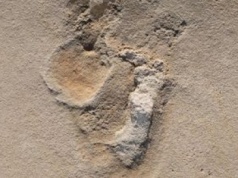 Przełom w rozumieniu ludzkości. Odnaleźli najstarsze ślady stóp?