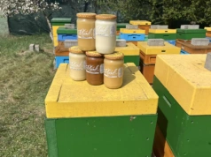 Prawdziwy miód – gdzie kupić i jak rozpoznać?