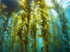 Naukowcy odkryli alternatywę dla zwierząt. Pomysł na algi morskie