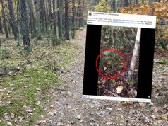 Poszedł na grzyby, pokazał, co kryło się w zaroślach. "Spójrzcie tylko"