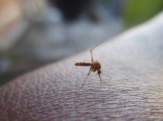 Groźne komary znów w Europie