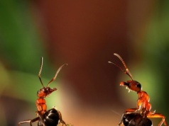 Naukowcy przecierają oczy. Reakcja mrówek na pandemię daje do myślenia