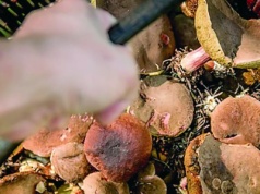 Szukając grzyby łatwo stracić orientację!