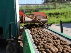 Błędy z magazynowaniu ziemniaków. Jak ich nie popełnić?