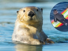 Ludzie toczą z wydrami bitwy o deski surfingowe. Najczęściej przegrywają