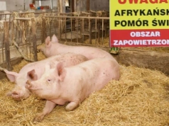 ASF zabił tyle świń, ile rocznie zjada cała Gdynia. Rolnicy stracili miliony