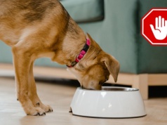 Pilne wycofanie karmy dla psów: Spożycie może wywołać u zwierząt obrażenia wewnętrzne