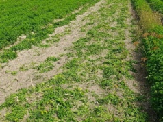 Czy będzie pomoc dla producentów pietruszki oszukanych przez MoravoSeed?