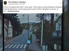 Psy zaatakowały dziecko. Straż Miejska pokazała nagranie. "Zwracamy się z prośbą"