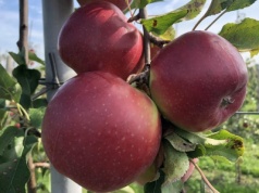 Nie daj się nabrać na ‘Czerwonego Ligola’ bez papierów