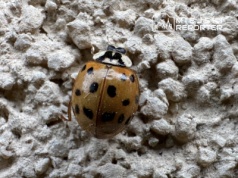 Tysiące biedronek azjatyckich na warszawskich elewacjach. Słońce i ciepło przyciągnęły „arlekiny”