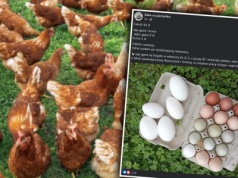 Wystawiła jajka na sprzedaż i wylał się na nią hejt. Rolniczka odpowiedziała ostro
