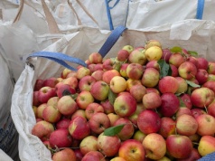 Nie było straszenia obniżkami. Ceny jabłek przemysłowych po prostu spadły