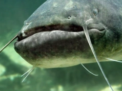 Wędkarz z Polski „szaleje nad rzeką Ebro”. Złowił w Hiszpanii suma giganta