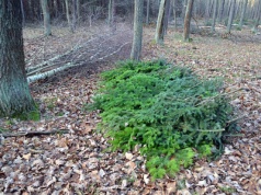 Leśnicy ruszyli w teren, by chronić młode lasy przed kradzieżą gałązek
