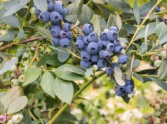 To ostatni moment na sadzenie tego owocu. W listopadzie będzie już za późno